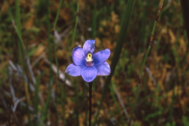 APII jpeg image of Thelymitra holmesii  © contact APII