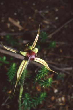 APII jpeg image of Caladenia clavigera  © contact APII