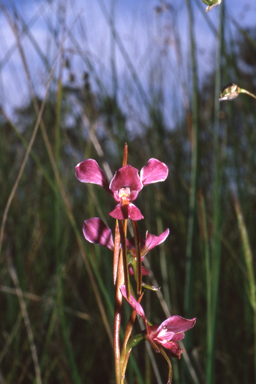 APII jpeg image of Diuris punctata  © contact APII