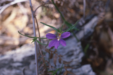 APII jpeg image of Scaevola ramosissima  © contact APII