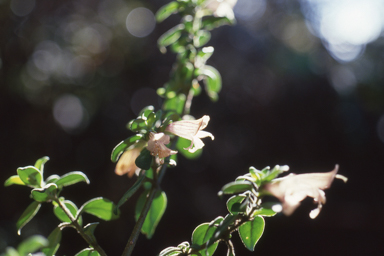 APII jpeg image of Prostanthera walteri  © contact APII