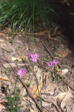 APII jpeg image of Thysanotus tuberosus  © contact APII