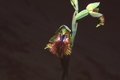 APII jpeg image of Calochilus campestris  © contact APII