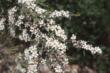 APII jpeg image of Leptospermum brevipes  © contact APII