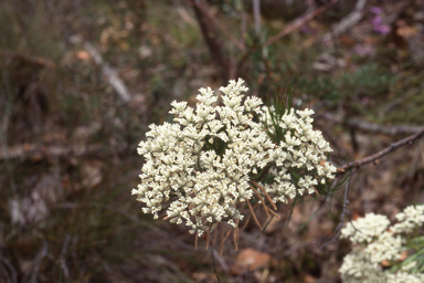 APII jpeg image of Conospermum mitchellii  © contact APII