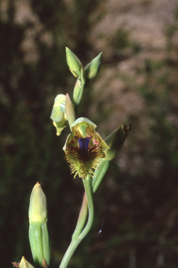 APII jpeg image of Calochilus campestris  © contact APII