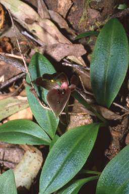 APII jpeg image of Chiloglottis valida  © contact APII