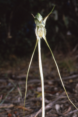 APII jpeg image of Pterostylis woollsii  © contact APII