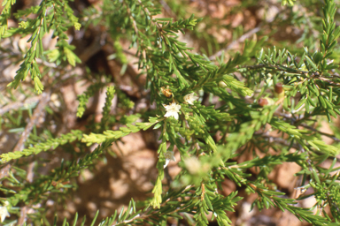 APII jpeg image of Calytrix brownii  © contact APII