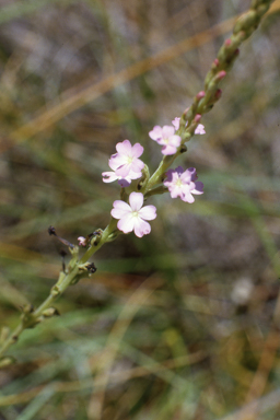 APII jpeg image of Buchnera linearis  © contact APII