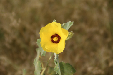 APII jpeg image of Hibiscus panduriformis  © contact APII