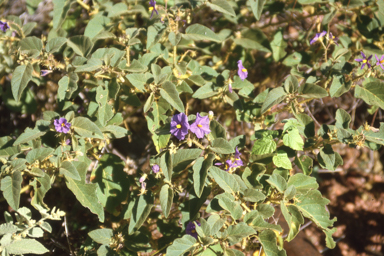 APII jpeg image of Solanum echinatum  © contact APII