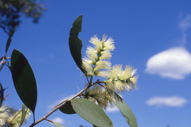 APII jpeg image of Melaleuca viridiflora  © contact APII