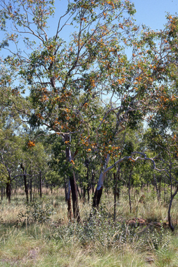 APII jpeg image of Eucalyptus miniata  © contact APII