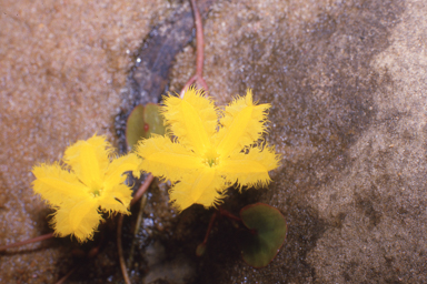 APII jpeg image of Nymphoides aurantiaca  © contact APII