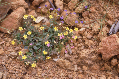 APII jpeg image of Stylidium semipartitum  © contact APII