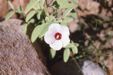 APII jpeg image of Hibiscus leptocladus  © contact APII