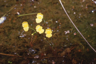 APII jpeg image of Utricularia gibba  © contact APII