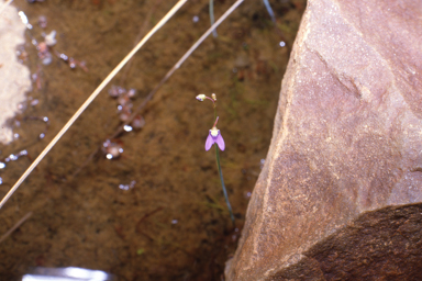 APII jpeg image of Utricularia limosa  © contact APII