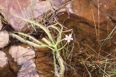 APII jpeg image of Drosera serpens  © contact APII