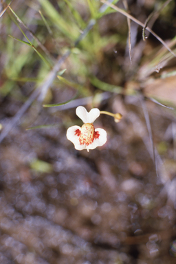 APII jpeg image of Utricularia fulva  © contact APII