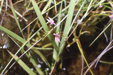 APII jpeg image of Stylidium cordifolium  © contact APII