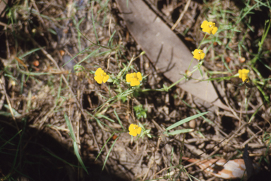 APII jpeg image of Uvedalia linearis var. lutea  © contact APII