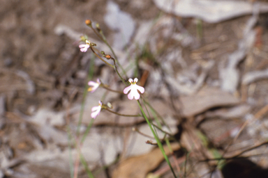 APII jpeg image of Stylidium schizanthum  © contact APII