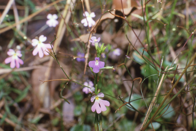 APII jpeg image of Stylidium divergens  © contact APII