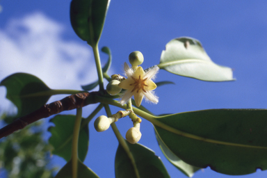 APII jpeg image of Hemigenia sericea,<br/>Rhizophora stylosa  © contact APII