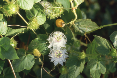 APII jpeg image of Lechenaultia biloba,<br/>Passiflora foetida  © contact APII