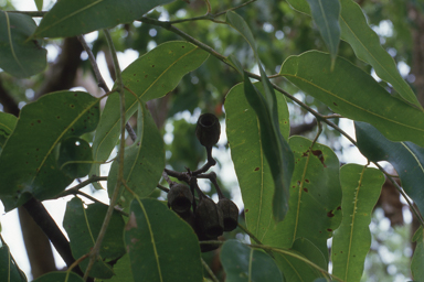 APII jpeg image of Corymbia ptychocarpa,<br/>Diplopeltis huegelii subsp. lehmannii  © contact APII