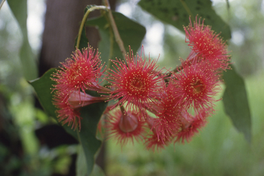 APII jpeg image of Corymbia ptychocarpa,<br/>Eremaea beaufortioides  © contact APII