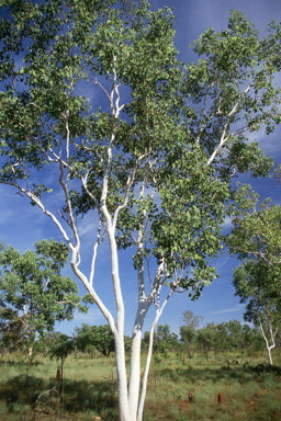 APII jpeg image of Corymbia grandifolia,<br/>Grevillea pinifolia  © contact APII