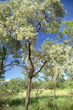 APII jpeg image of Leptosema aphyllum,<br/>Terminalia pterocarya  © contact APII