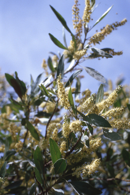 APII jpeg image of Verticordia chrysantha,<br/>Terminalia pterocarya  © contact APII