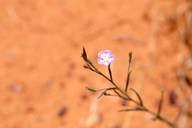 APII jpeg image of Evolvulus alsinoides,<br/>Isopogon divergens  © contact APII