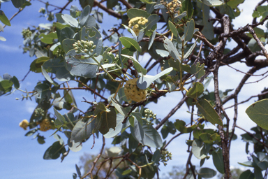 APII jpeg image of Eucalyptus pruinosa,<br/>Quoya? oldfieldii  © contact APII