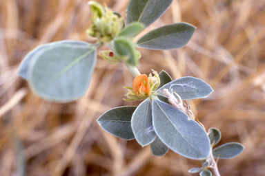 APII jpeg image of Conospermum triplinervium,<br/>Tephrosia lasiochlaena  © contact APII