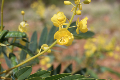 APII jpeg image of Beaufortia squarrosa,<br/>Senna venusta  © contact APII