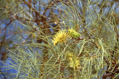 APII jpeg image of Hakea lorea subsp. lorea,<br/>Commersonia densiflora  © contact APII