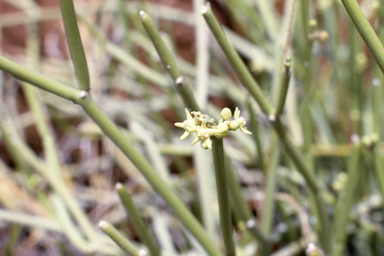 APII jpeg image of Cynanchum viminale subsp. australe,<br/>Isopogon divergens  © contact APII