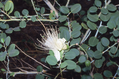 APII jpeg image of Capparis spinosa var. nummularia,<br/>Eremaea violacea  © contact APII