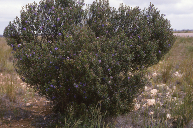 APII jpeg image of Halgania andromedifolia,<br/>Hakea costata  © contact APII