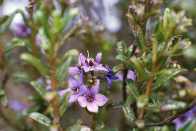 APII jpeg image of Halgania andromedifolia,<br/>Lechenaultia linarioides  © contact APII