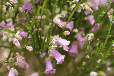 APII jpeg image of Eremophila dempsteri,<br/>Drosera eneabba  © contact APII