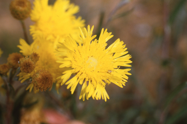 APII jpeg image of Podolepis rugata var. rugata,<br/>Leucopogon squarrosus  © contact APII