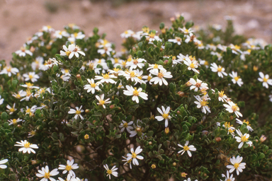 APII jpeg image of Olearia muelleri,<br/>Lachnostachys eriobotrya  © contact APII