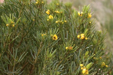 APII jpeg image of Senna artemisioides,<br/>Isopogon linearis  © contact APII