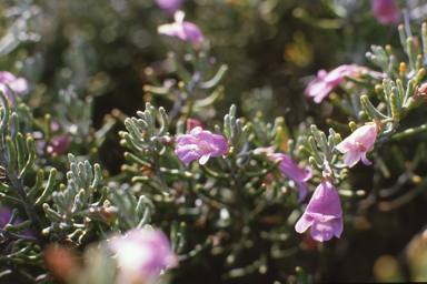 APII jpeg image of Eremophila pustulata,<br/>Petrophile axillaris  © contact APII